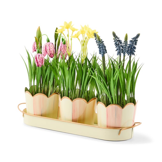 Rosy Stripe Triple Potted Blooms image number 1