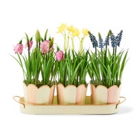 Rosy Stripe Triple Potted Blooms