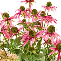 Everlasting Pink Mix Urn Filler