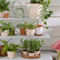 Rosy Check Large Flower Pot