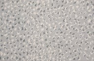 DOVE GREY