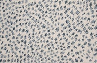 BLUESTONE
