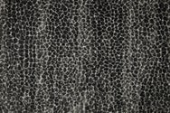 GRAPHITE