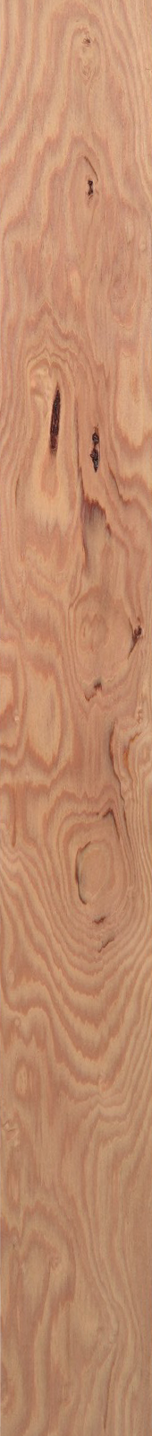Western Hemlock – Oak 33