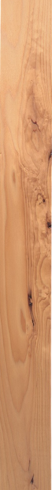 Western Hemlock – Oak 02