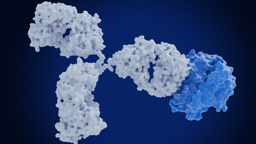 Automimmune diseases: Therapeutic antibody blocks the tumor necrosis factor alfa (TNF-α).