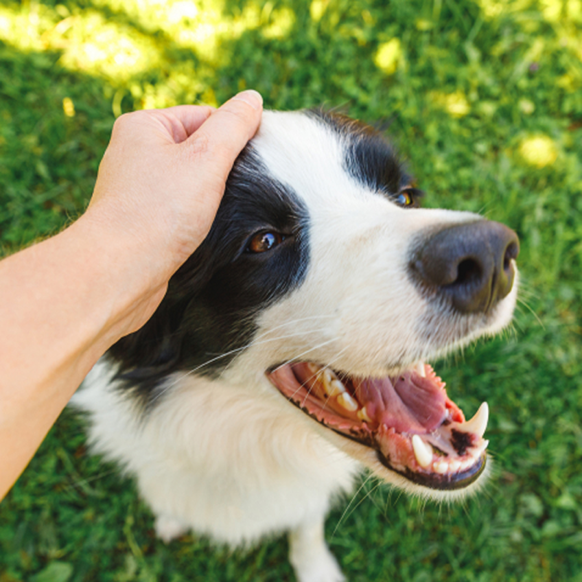 A hand placed on top of a black and white dog's head, petting the dog