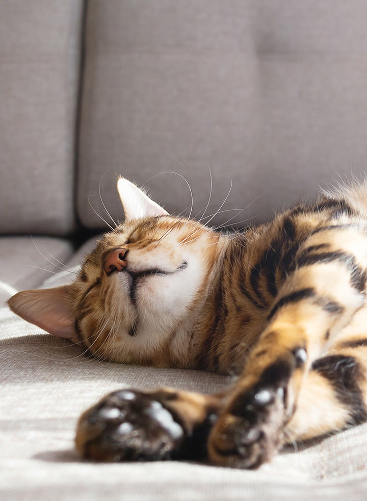 A smiling cat relaxing on a sunny couch.