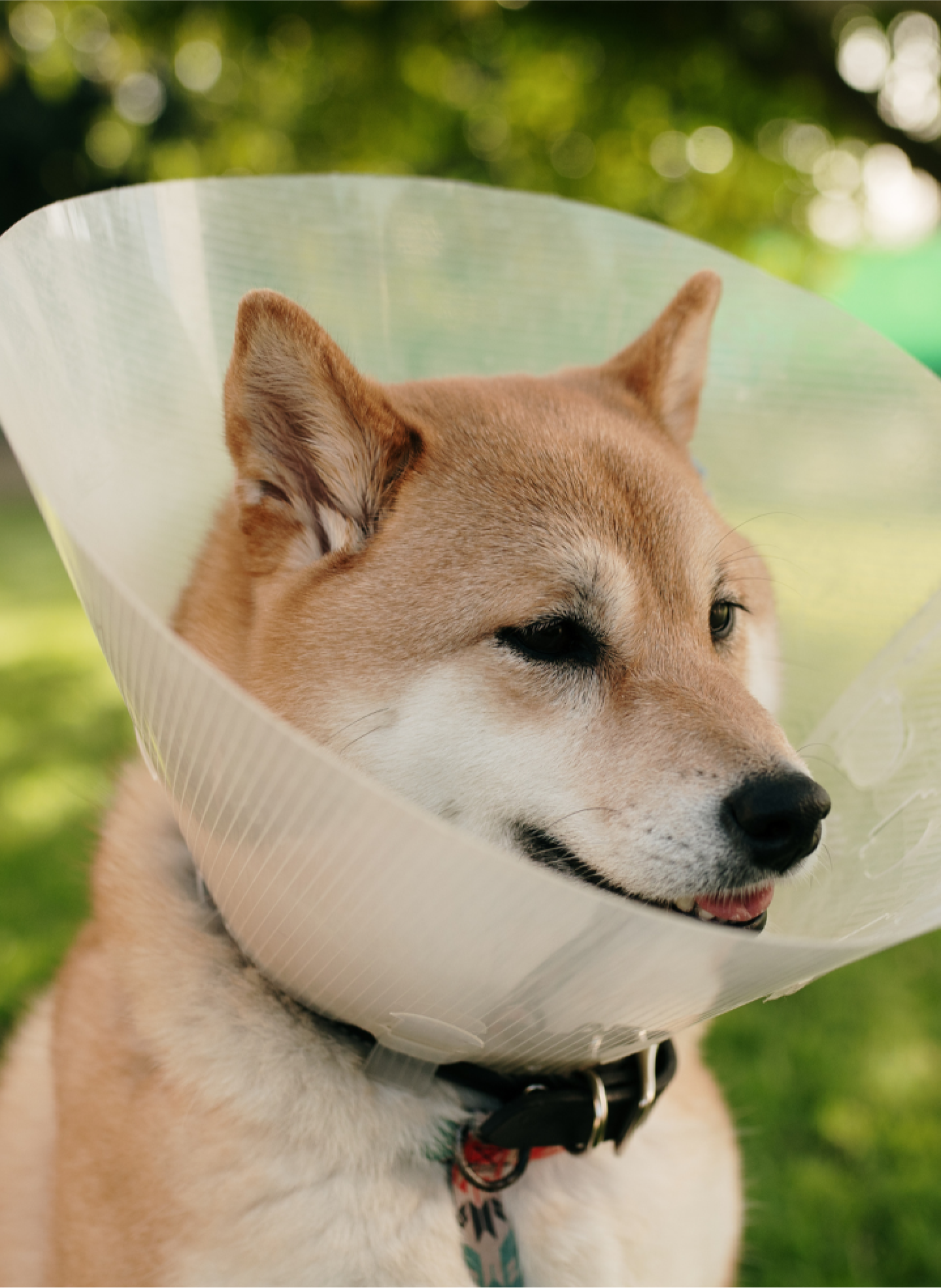  A shiba inu in a plastic e-collar, also known as a cone.