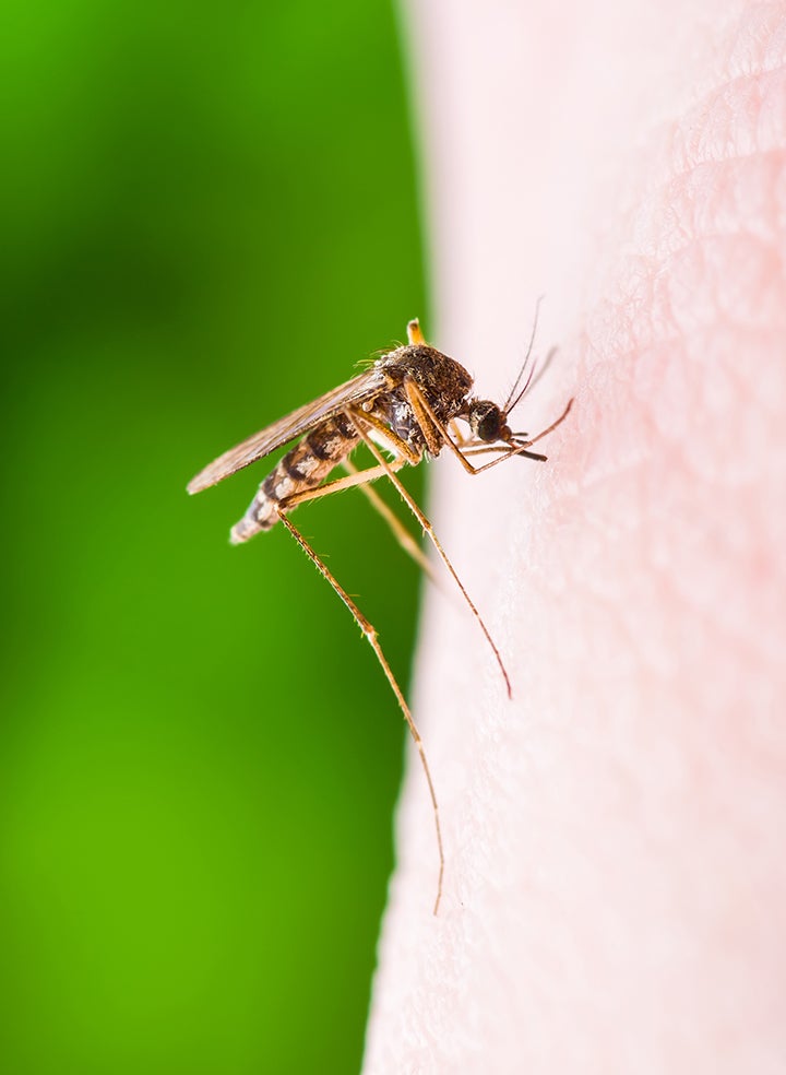 A mosquito is biting a person 's arm