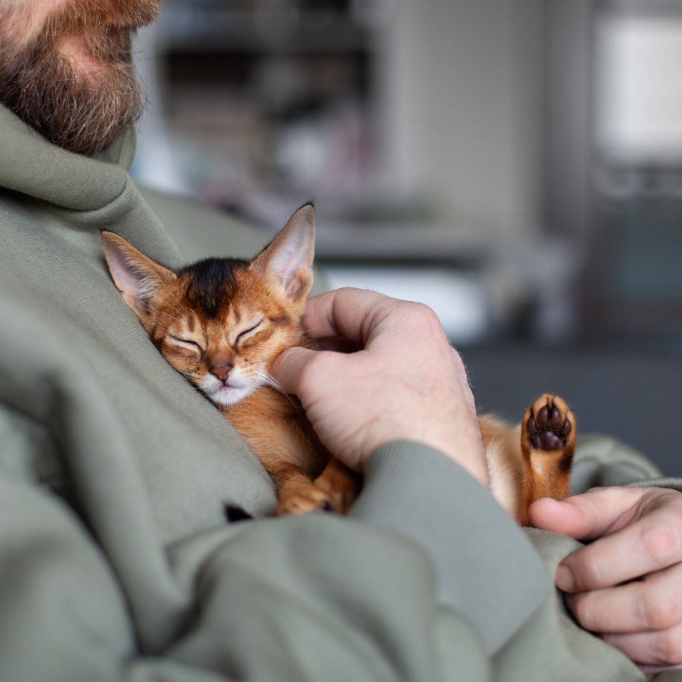 Man snuggling and petting small brown kitten.