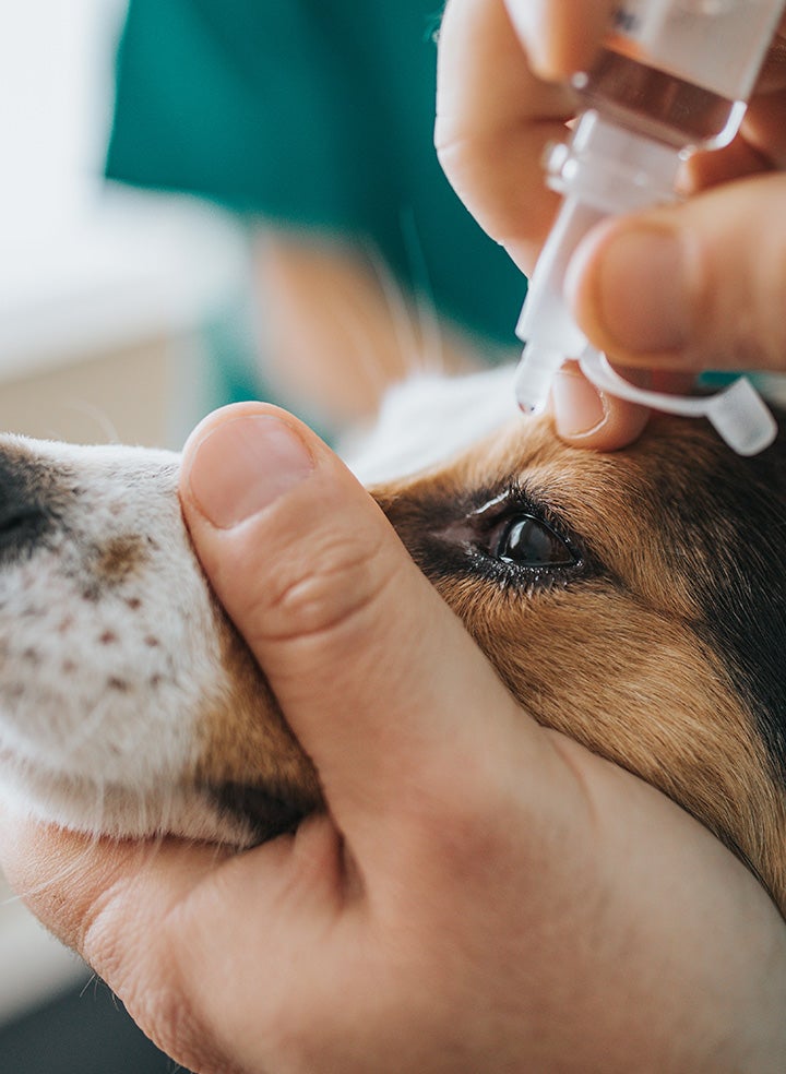 A dog getting eyedrops put in by a human hand cradling its head.