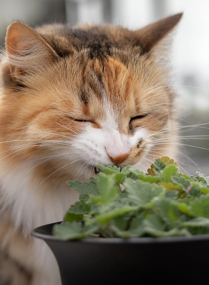 An orange and white cat sniffing a catnip plant in a black planter.