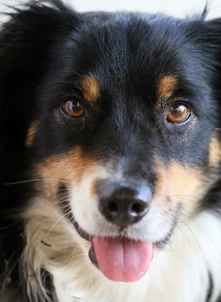Cute adult dog looking at the camera with its tongue out.