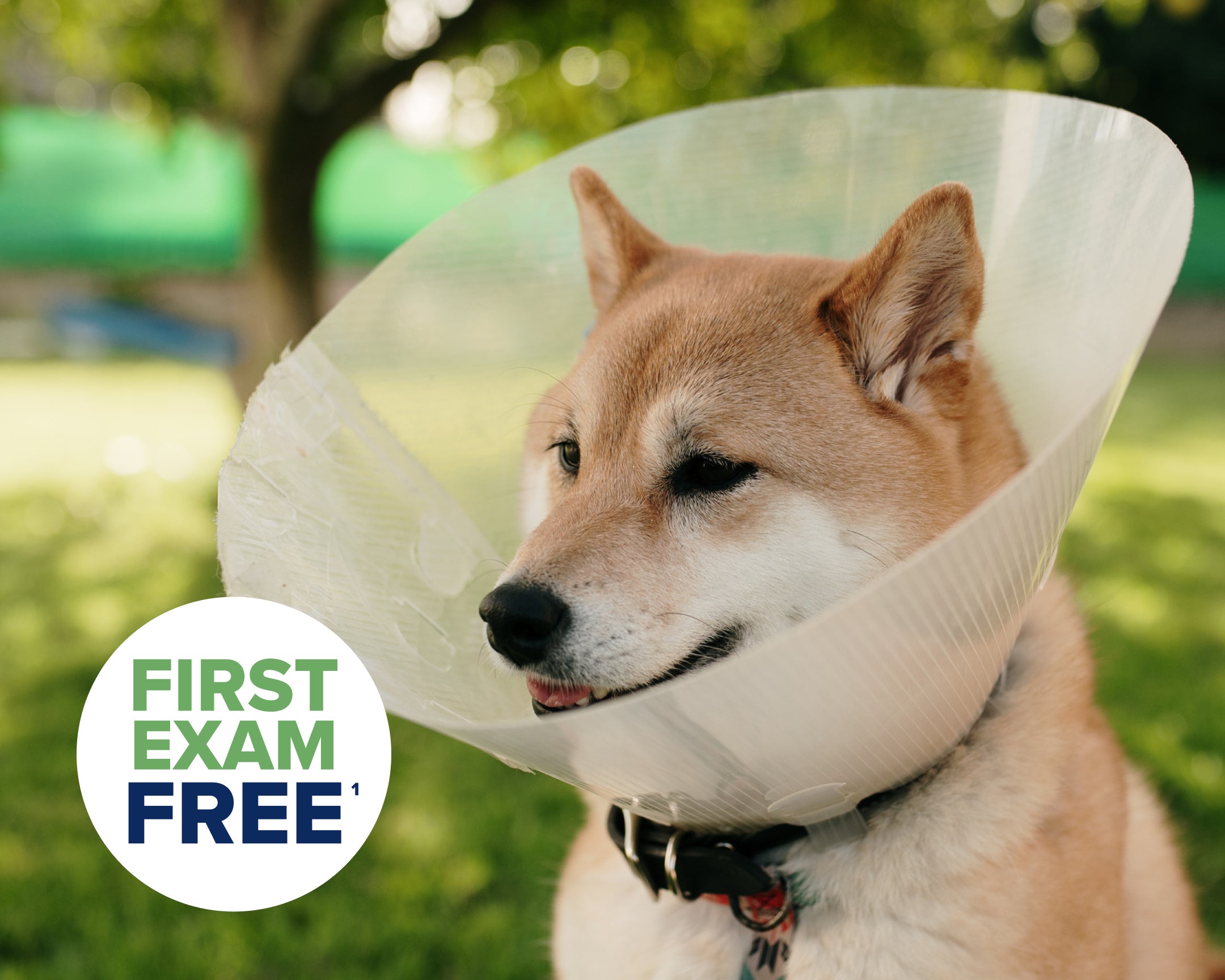 A shiba inu in an e-collar.