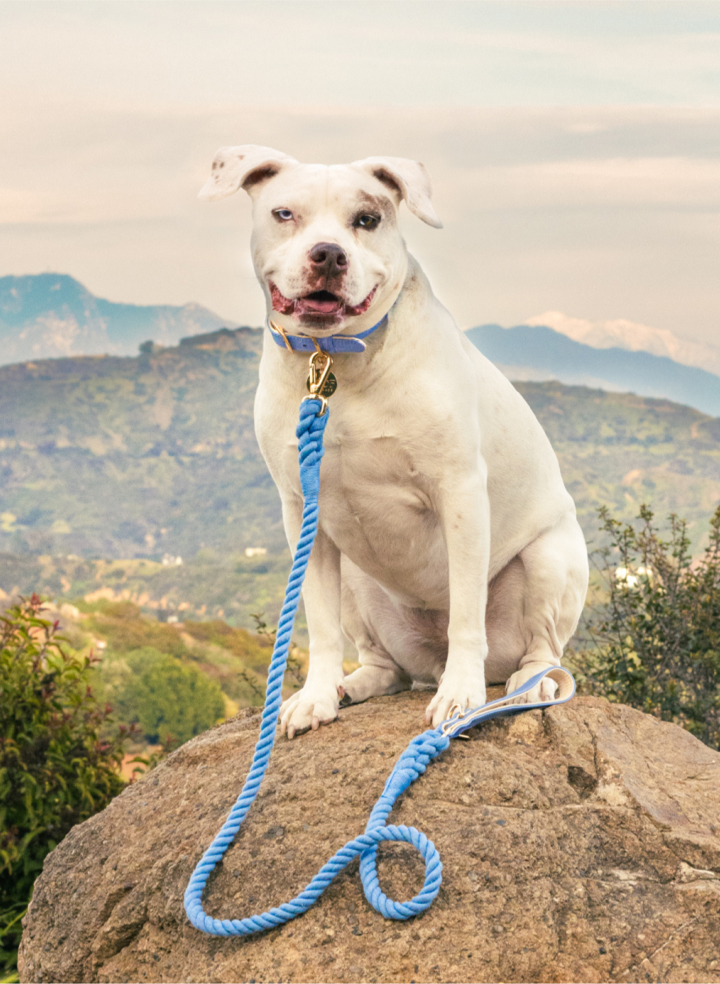 A white pit mix with a blue collar and leash sits on a rock in the Los Angeles hills.