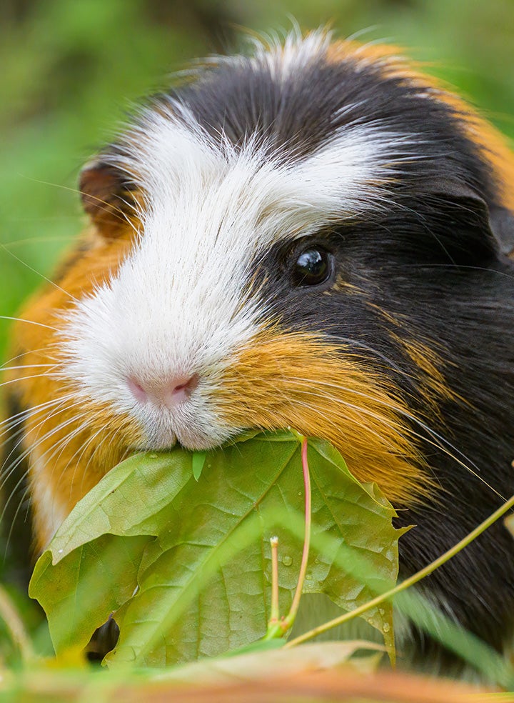 An orange white and black Guinea pig chewing on a leaf in a patch of grass.