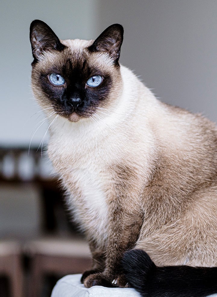 A Siamese cat sitting on the arm of a couch, looking towards the viewer.