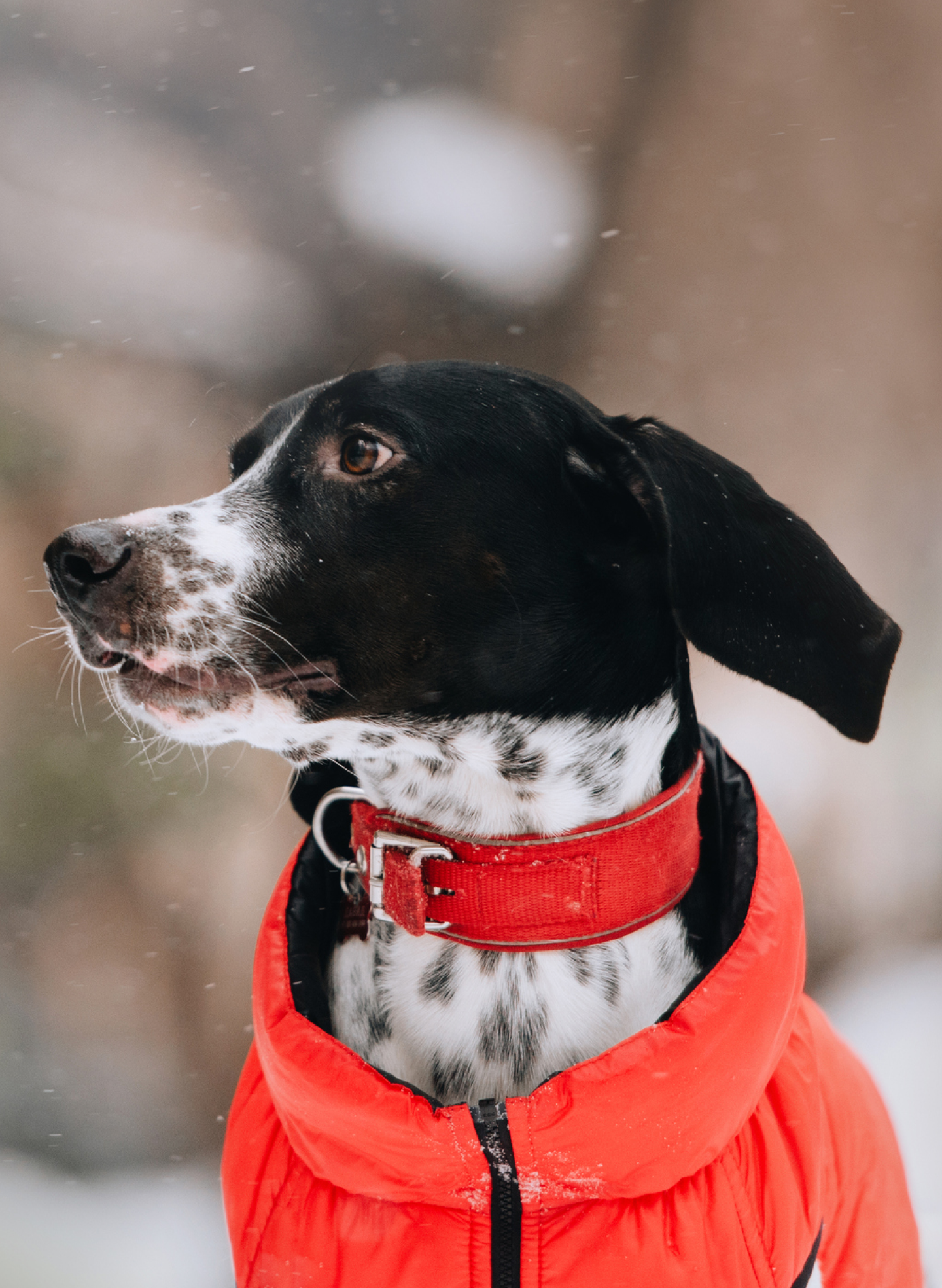 A black and white spotted dog looking to the left of the screen wears a red collar and a bright orange puffer jacket.