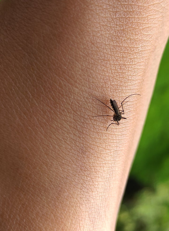 A close up of a mosquito on a person 's arm