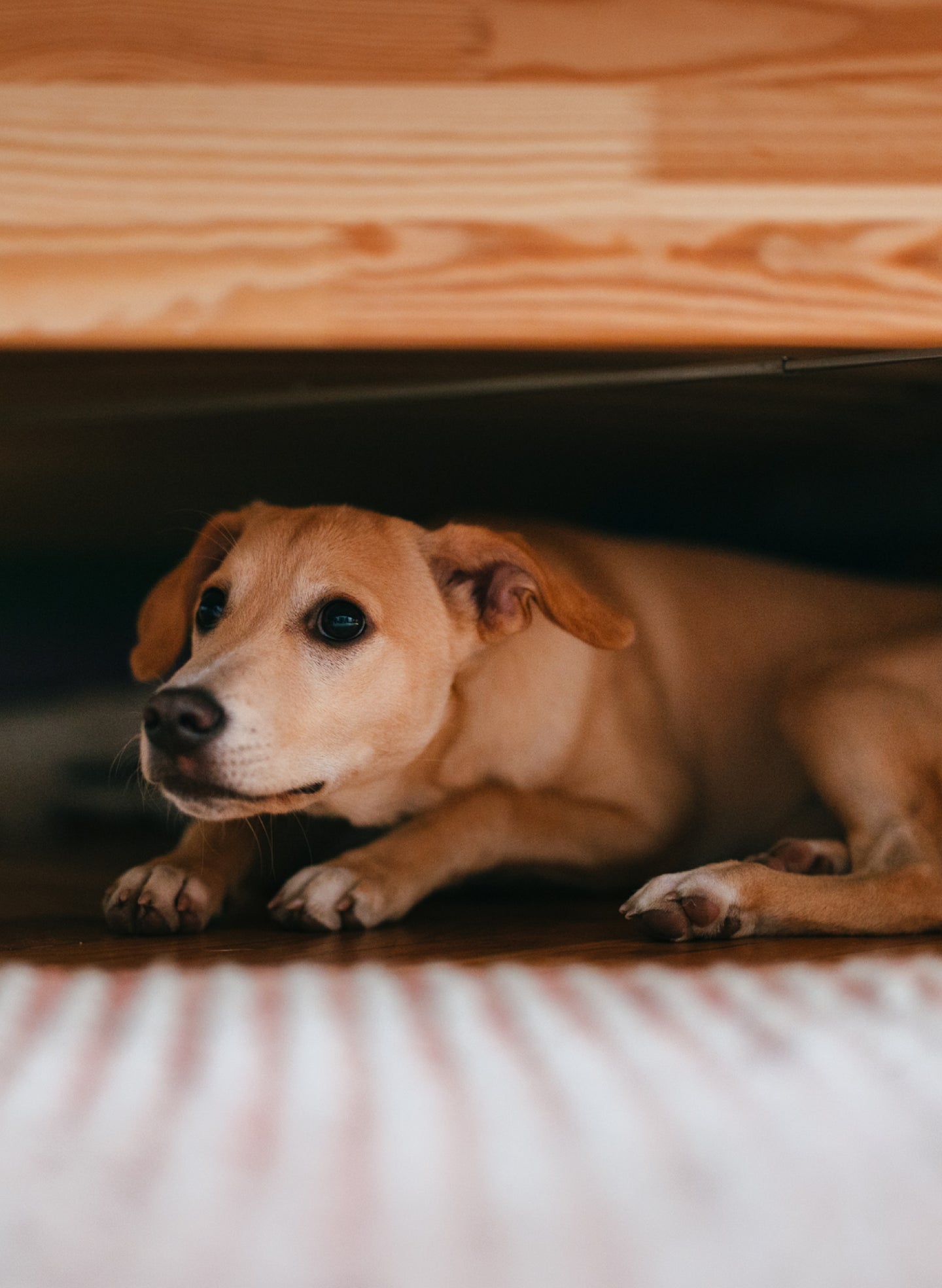 An anxious beagle mix hides under a wooden bed.