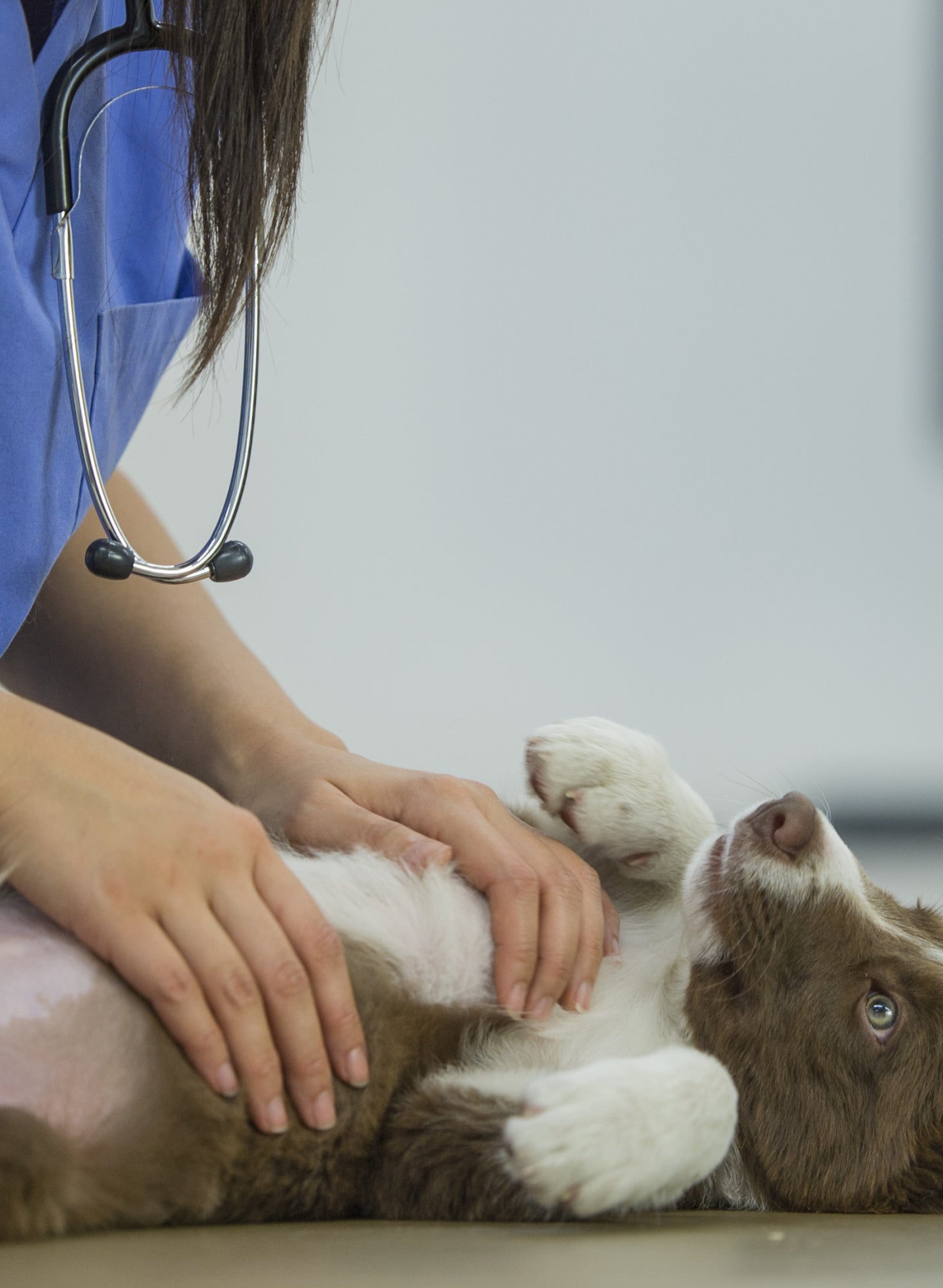Veterinarian examining abdomen of puppy.