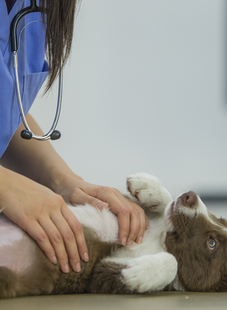 Curated visual reference: Gallery Detail: Pancreatitis In Dogs Symptoms Treatments And Prevention
