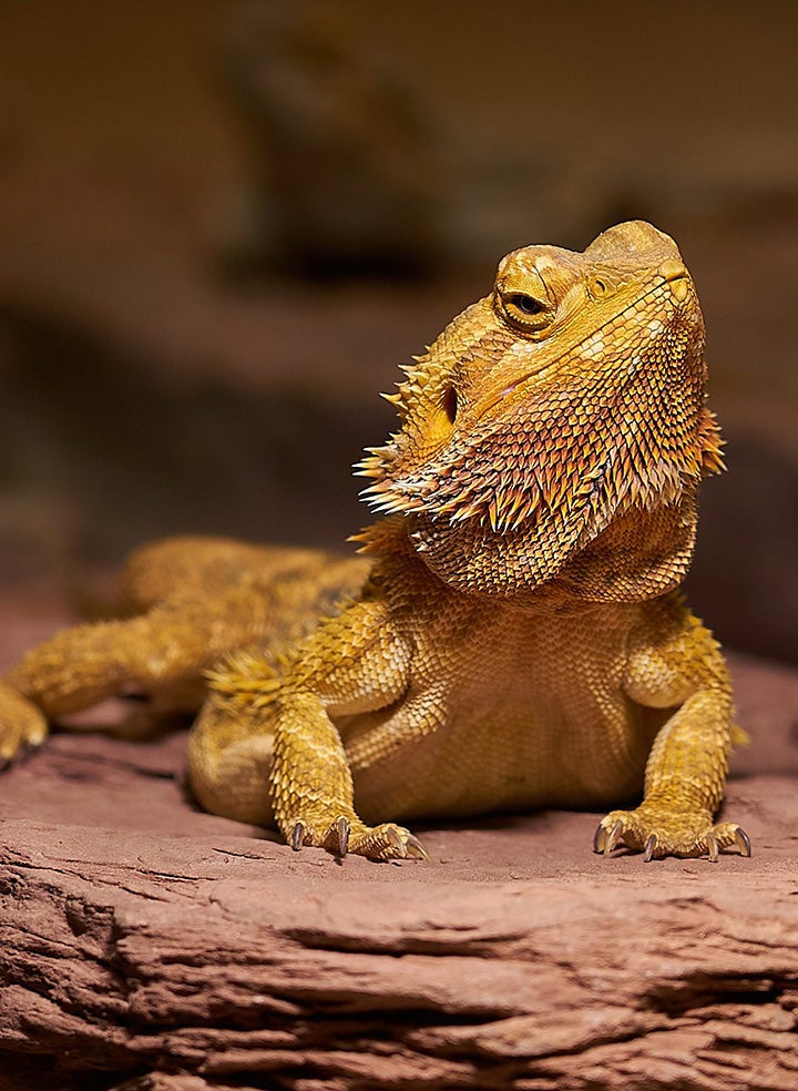 Bearded dragon with its head up, perched on a rock.