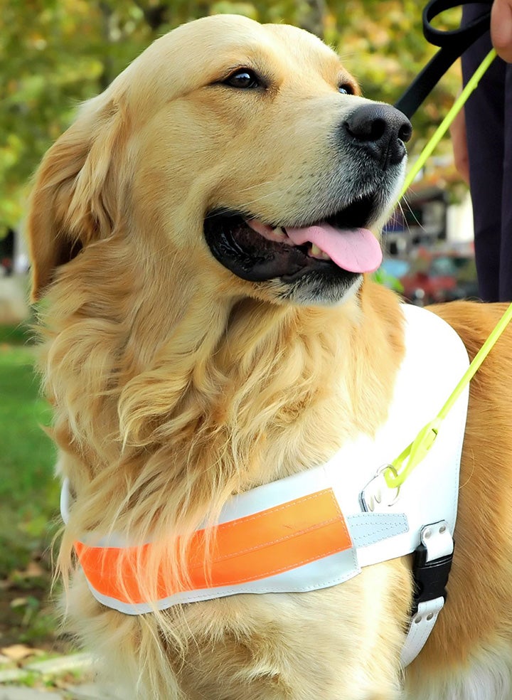 A Golden Retriever guide dog looking handsomely off to the side.