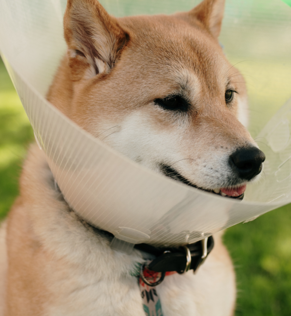Dog wearing an E-Collar after surgery.