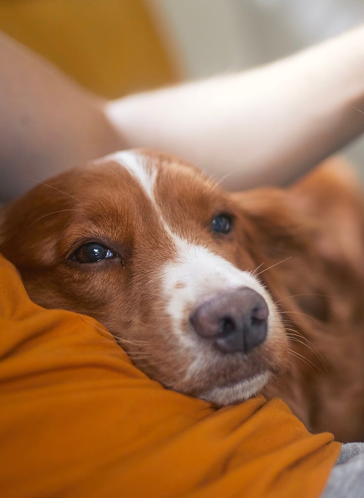 A brown and white dog resting its head on a man's torso wearing an orange shirt.