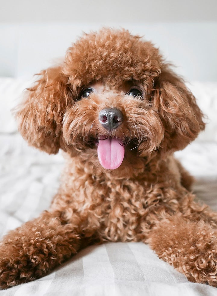 Small ginger doodle mix on a bed with its tongue out.