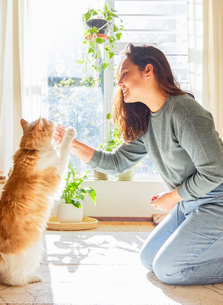 A woman in a grey sweater playing with an orange long-haired cat in a sunny living room.
