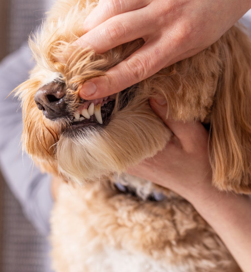  Pet parent checking dog's teeth.