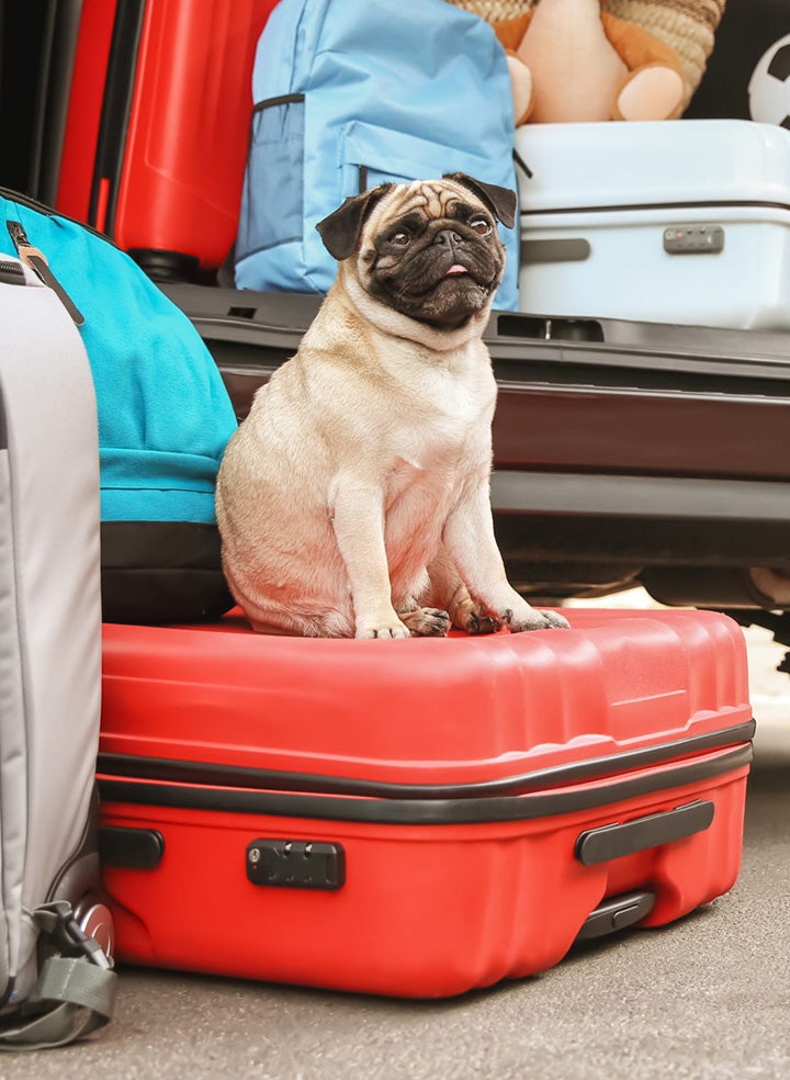 A pug sitting on some luggage by an open car, mouth open.
