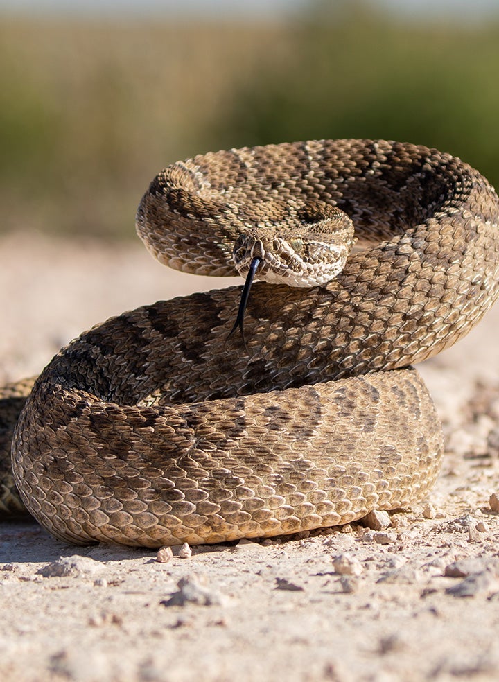 A rattlesnake in the desert, poised to strike.