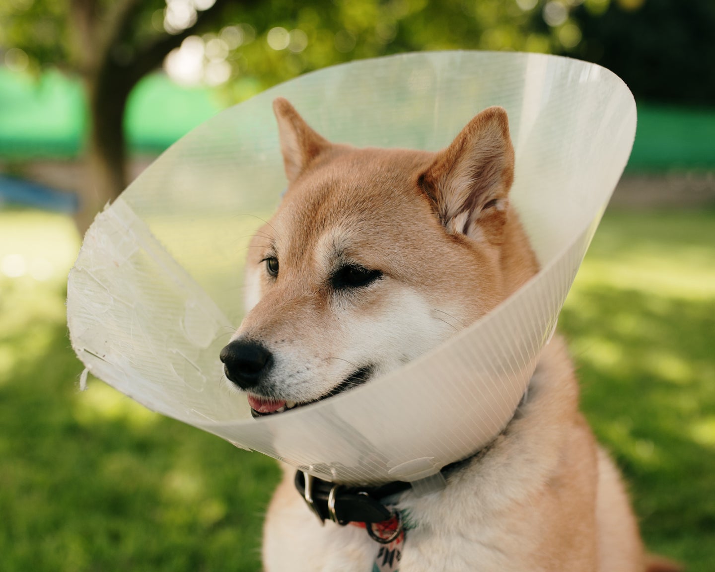 A shiba inu in an e-collar.