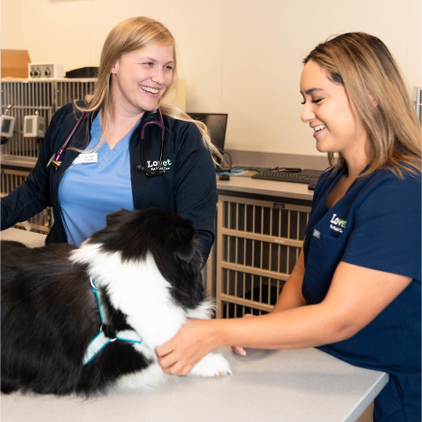 A Lovet vet and a tech examine a border collie.