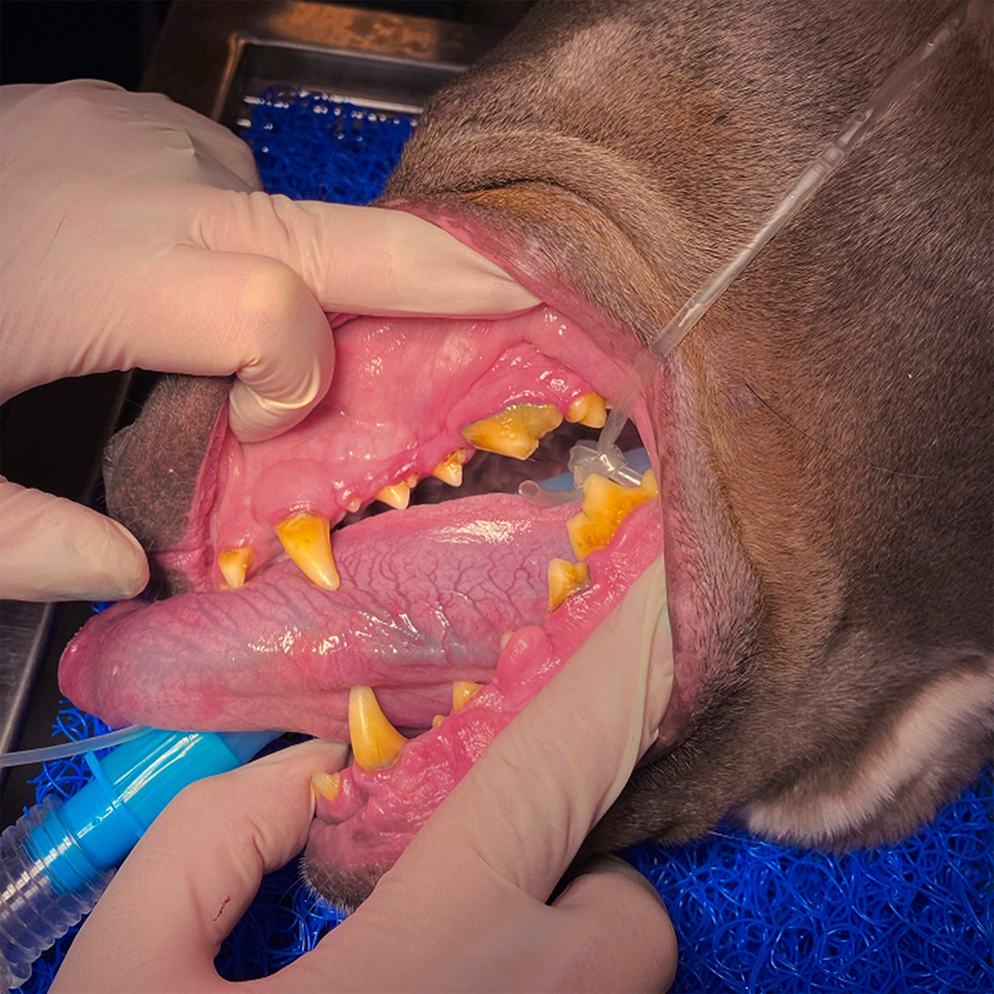 Pitbull's teeth with discoloration and build up prior to dental cleaning.