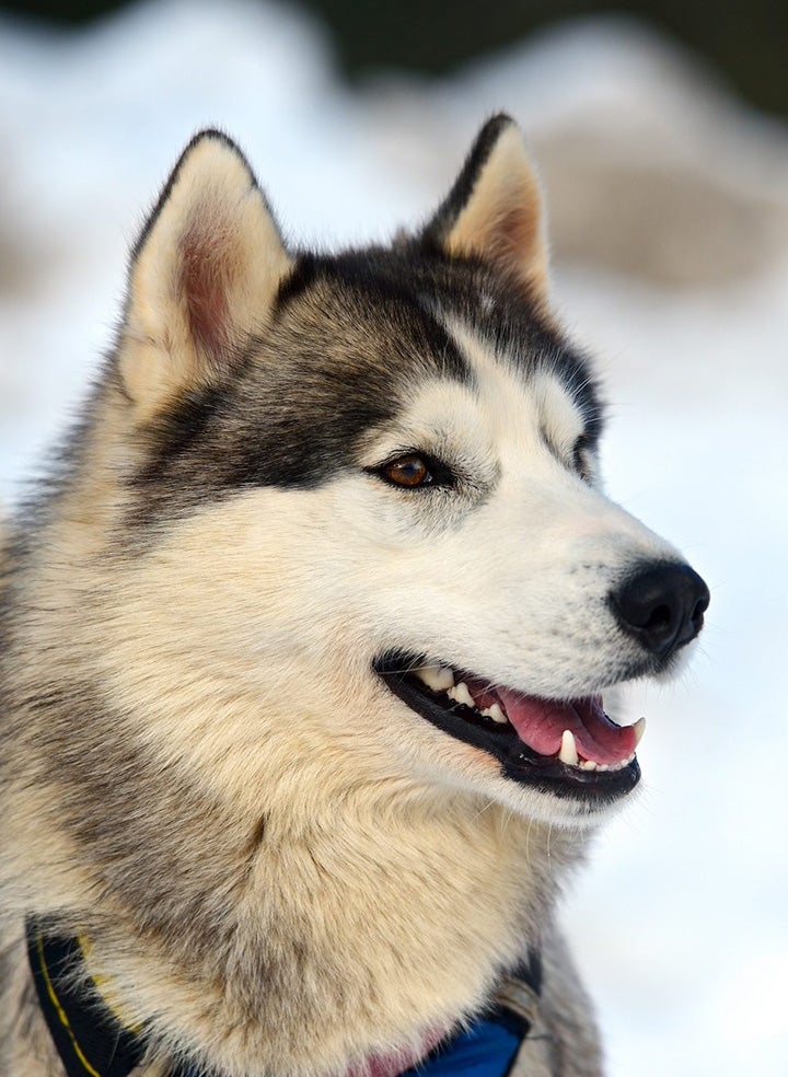 Husky doing the classic open-mouth Husky smile, staring off into the distance with a bokeh snowy background.