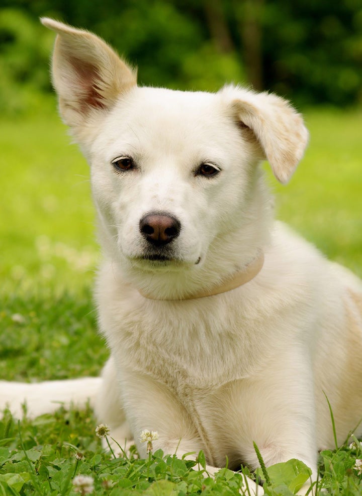 A dog looking at the camera while lying in a field of grass. One ear is at attention while the other is not.