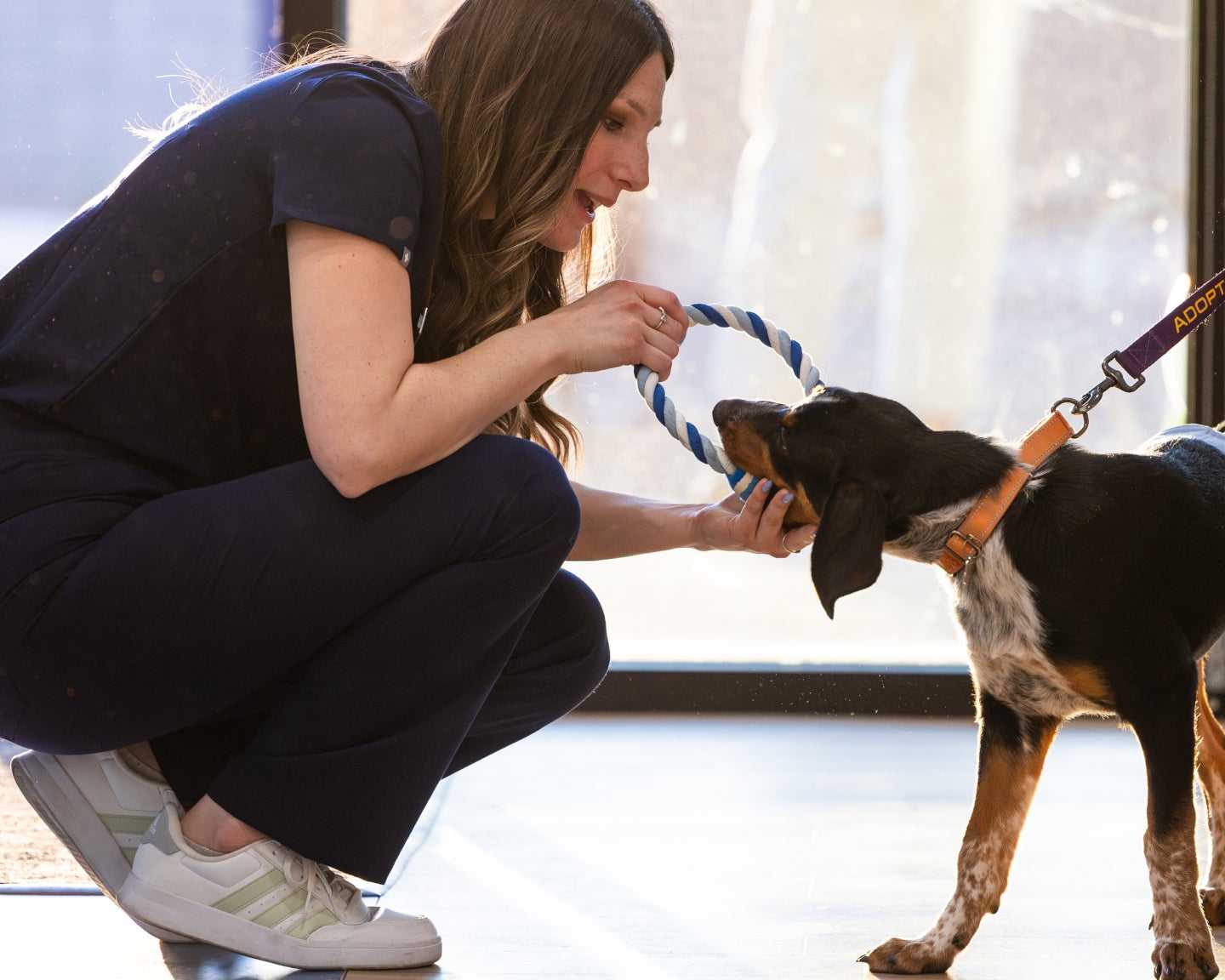 A Lovet team member plays tug with a floppy-eared puppy.