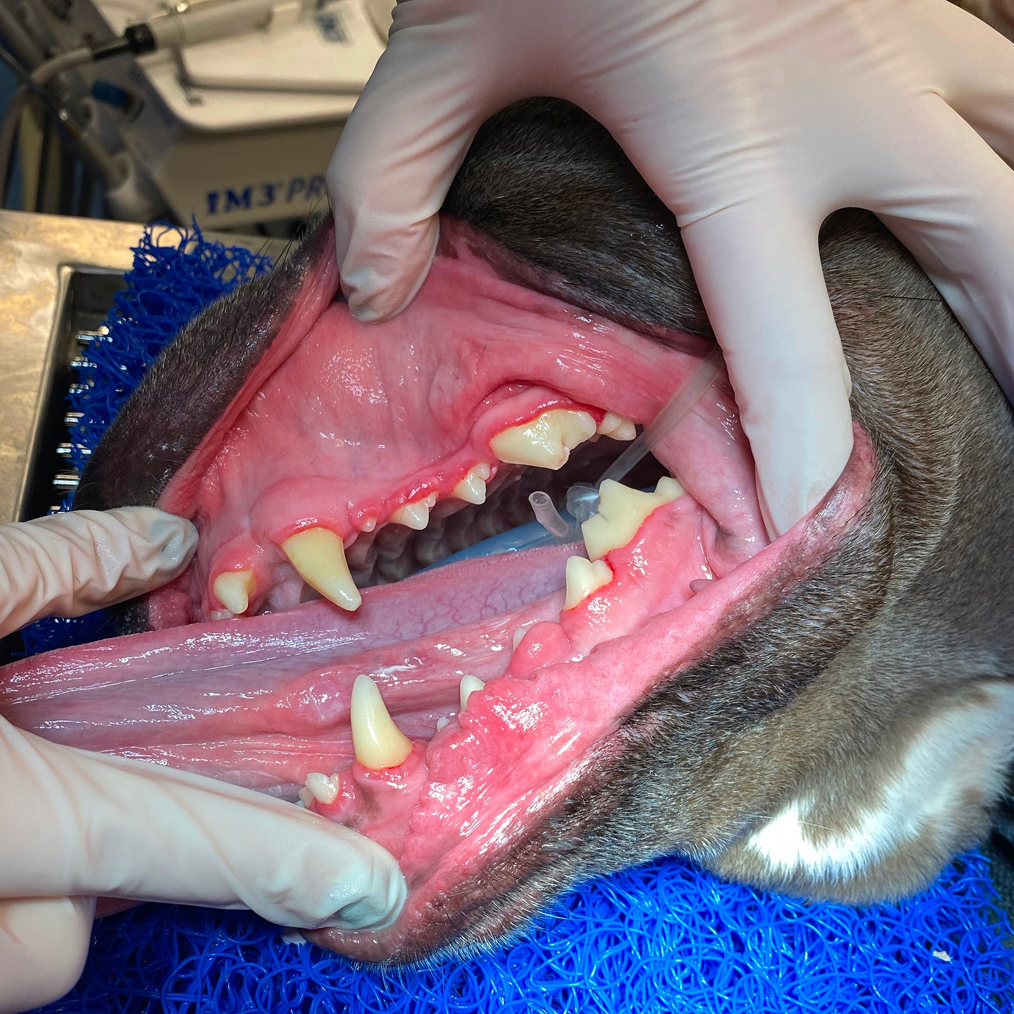 Pitbull's white and clean teeth after dental cleaning.