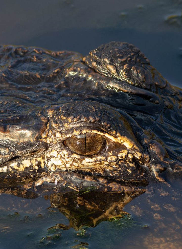 A gator in the water, with its eyes peeking just above the surface.