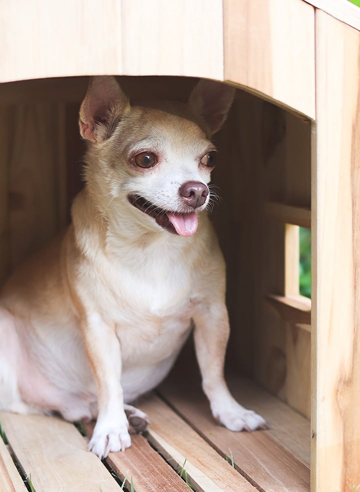 A small dog sitting in a doghouse that has a small breezway window in the side.