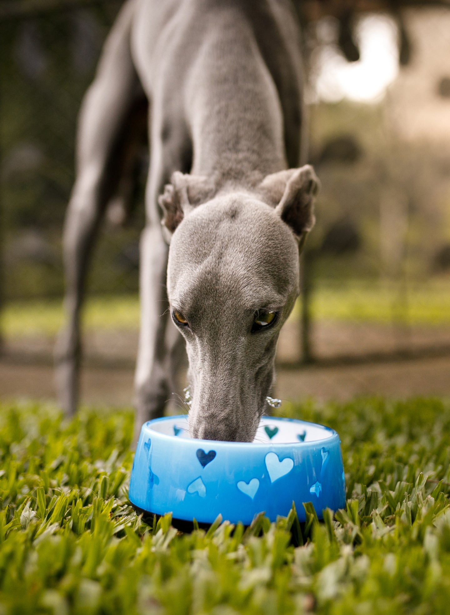 Gray Greyhound dog drinking water outside.
