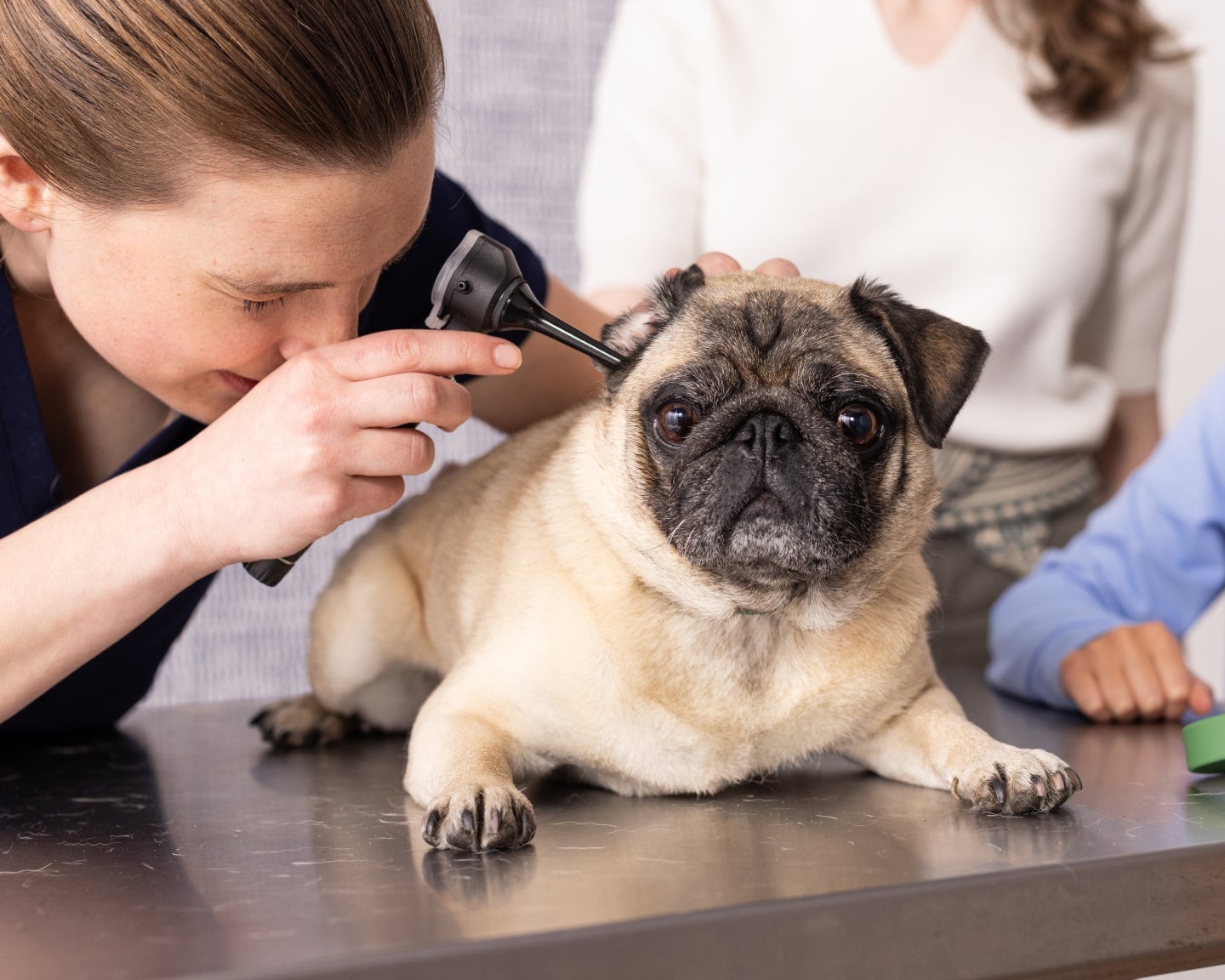 A pug dog is being examined by a Lovet veterinarian.