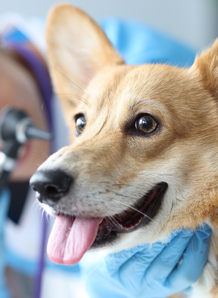 A corgi getting its ears checked by a vet with an otoscope.