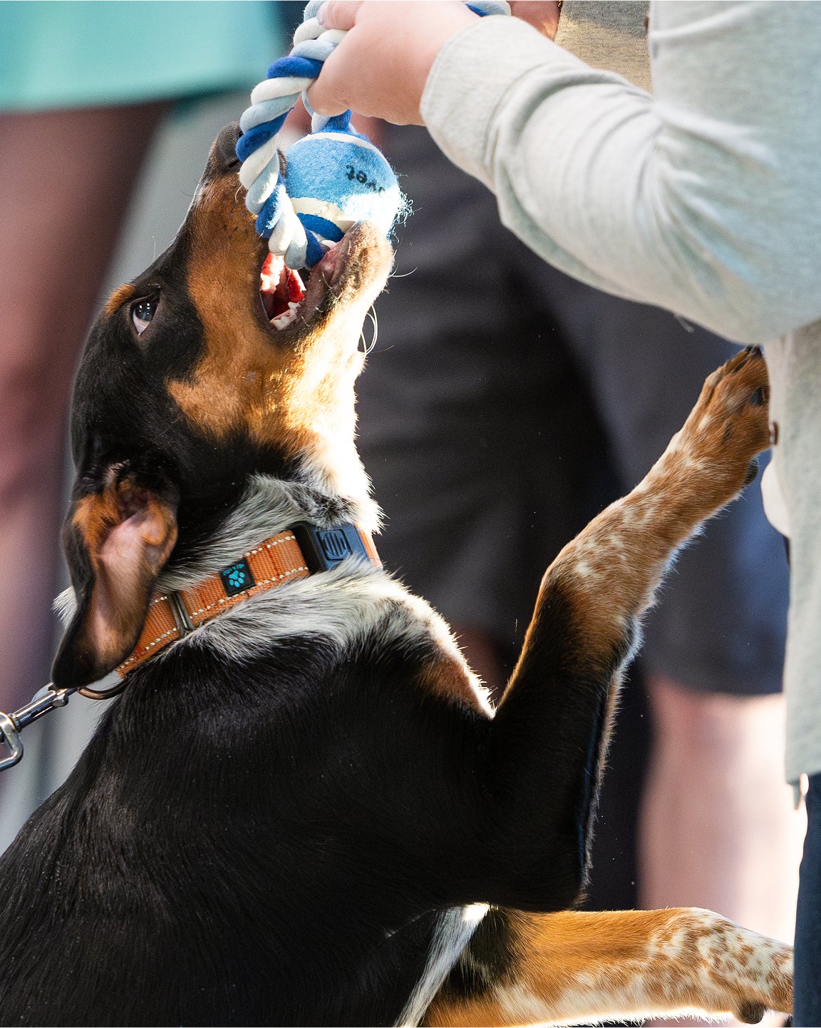 A heeler mix puppy plays tug with a Lovet branded rope toy.
