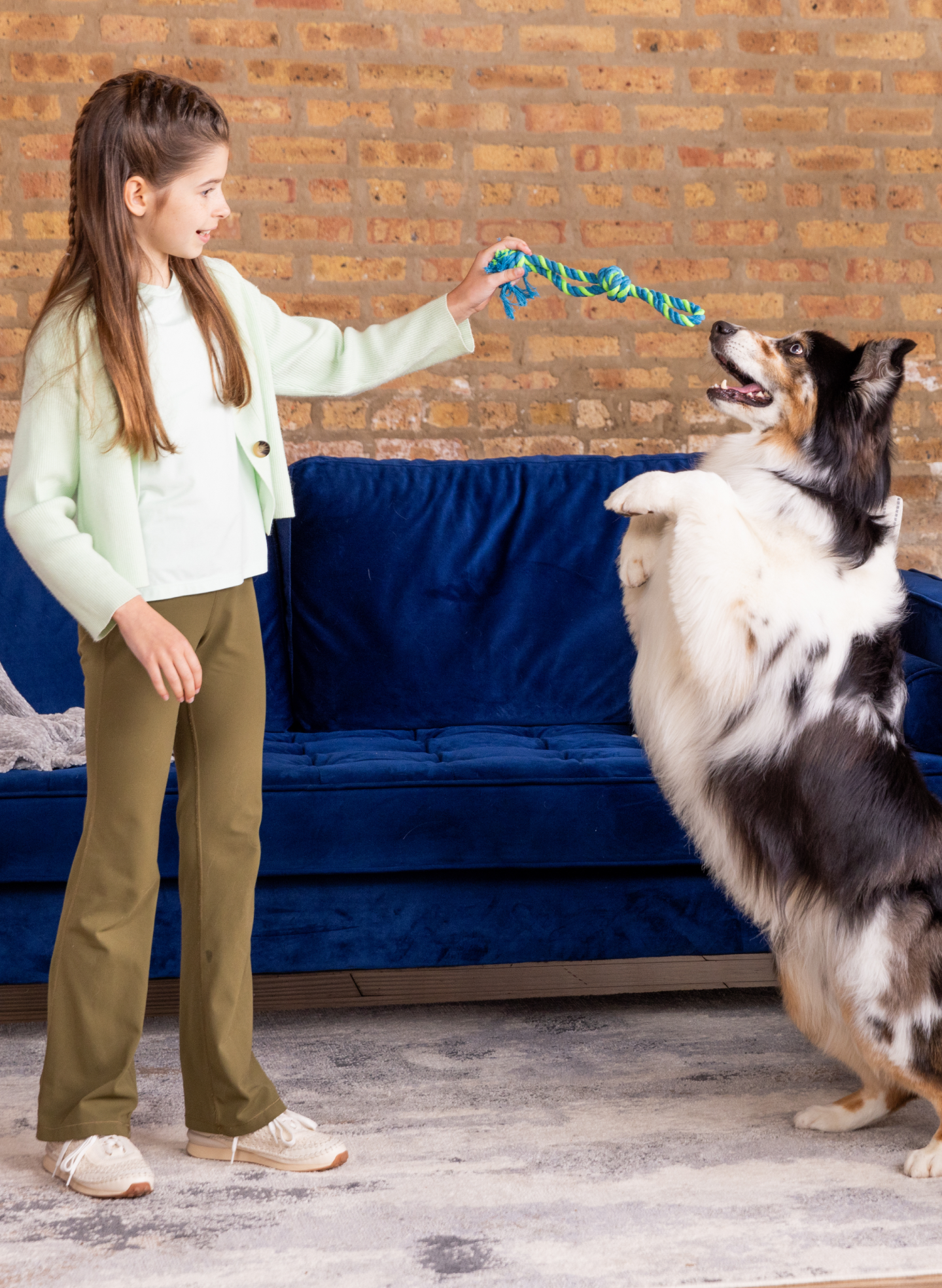 A girl uses a green and blue rope toy to play with a black, white, and brown Australian Shepherd.